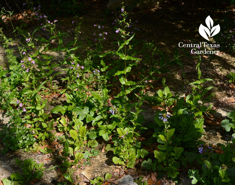 Salvia lyrata and Gulf penstemon Central Texas Gardener