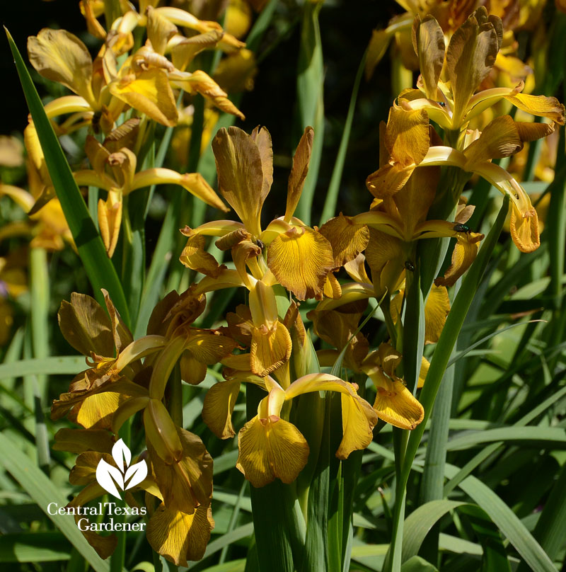 Spuria iris spring bloomer attracts pollinators Central Texas Gardener