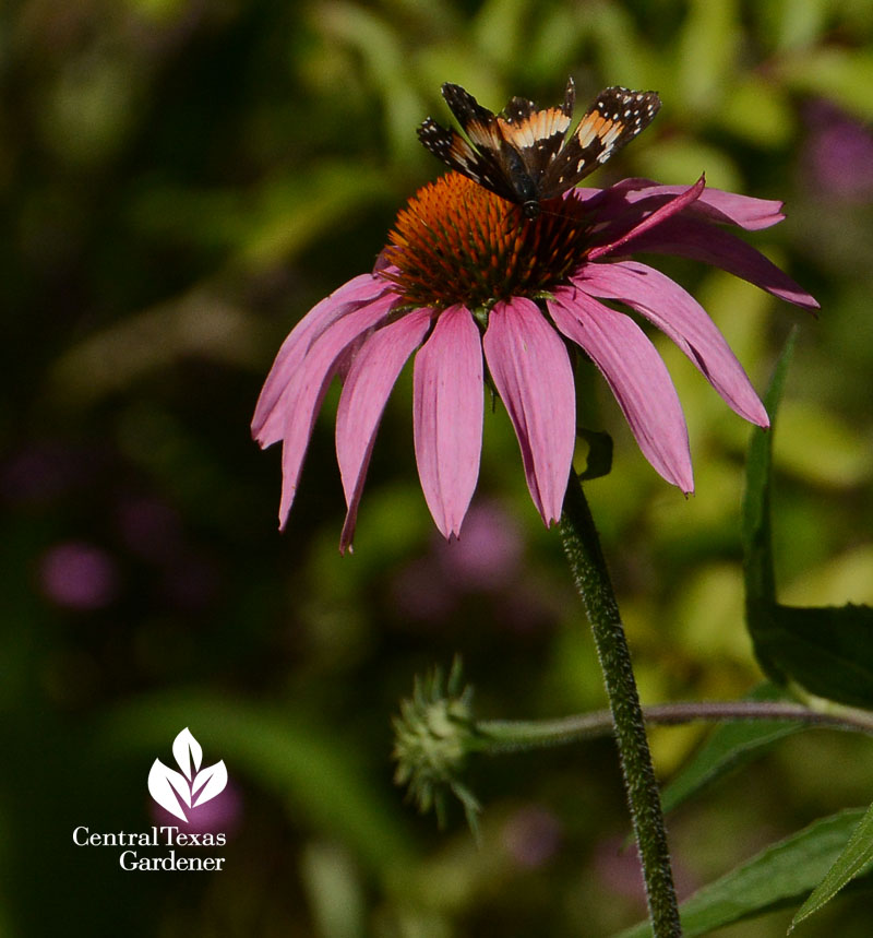 Texas Crescent butterfly on coneflower Central Texas Gardener