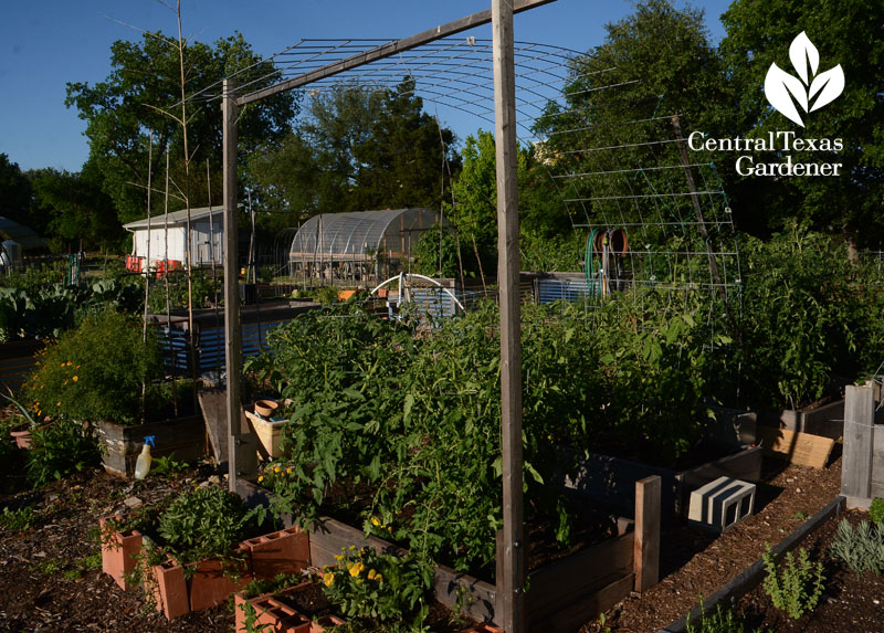 Tomato plants trellis St. David's Foundation Community Garden Central Texas Gardener