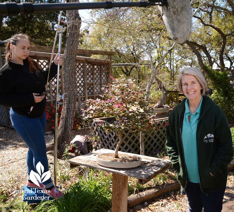 Zel Austin Bonsai Society Central Texas Gardener