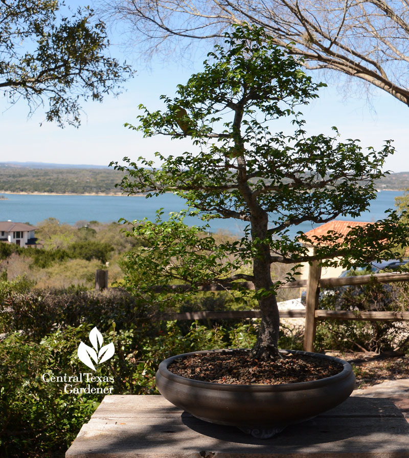 bonsai Central Texas Gardener