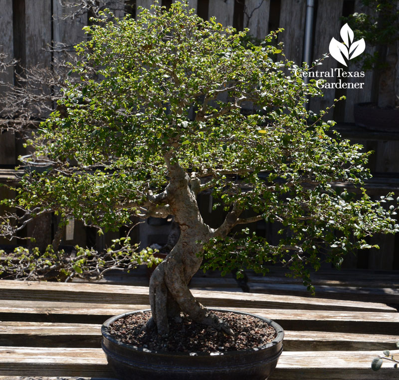 bonsai tree Austin Bonsai Society Central Texas Gardener