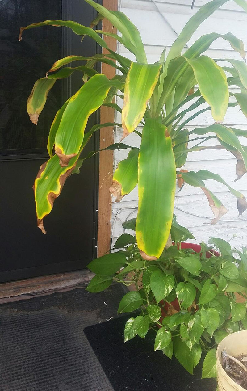 brown leaves on dracaena Central Texas Gardener