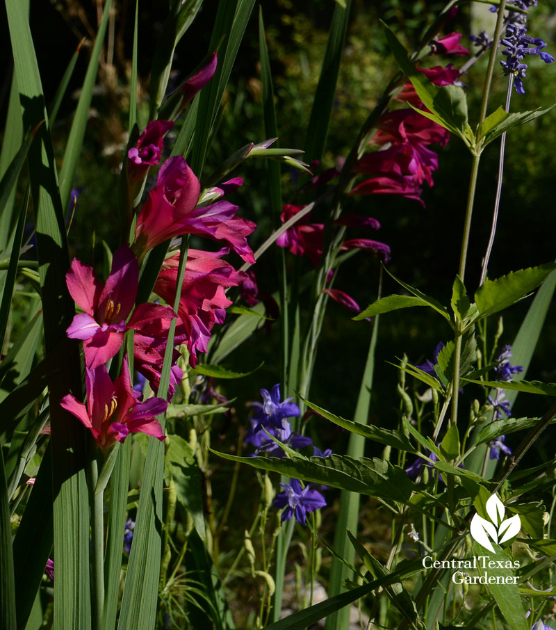 bulbs perennials native plants 