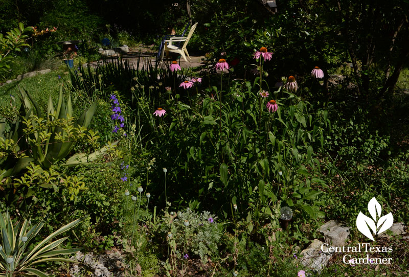 coneflowers in perennial bed for drought and pollinators Central Texas Gardener