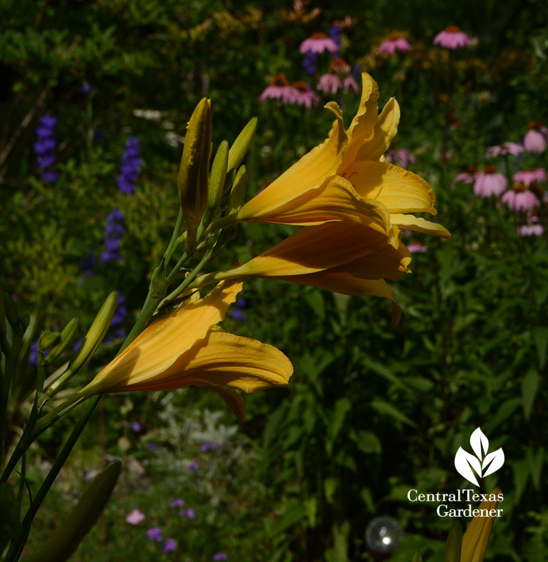 daylily coneflowers background Central Texas Gardener