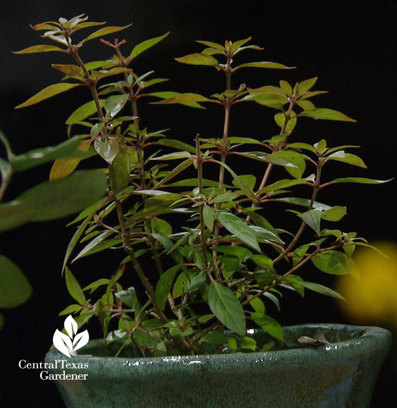 dwarf Hamelia patens Central Texas Gardener