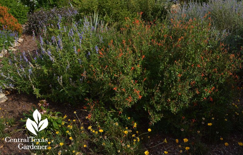 flame acanthus salvia farinacea and four-nerve daisy habitat garden Central Texas Gardener