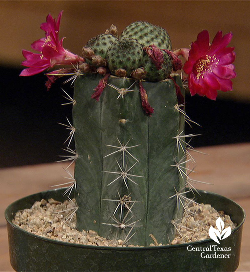 grafted cactus Living Desert Ranch Central Texas Gardener