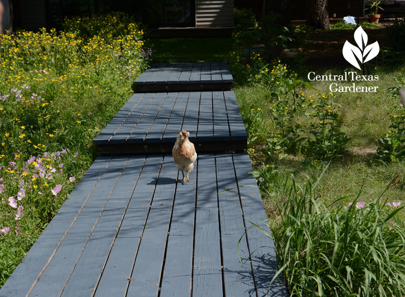 hen on boardwalk backyard native pocket prairie