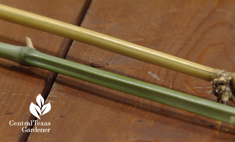 how tell running and clumping bamboo apart Central Texas Gardener