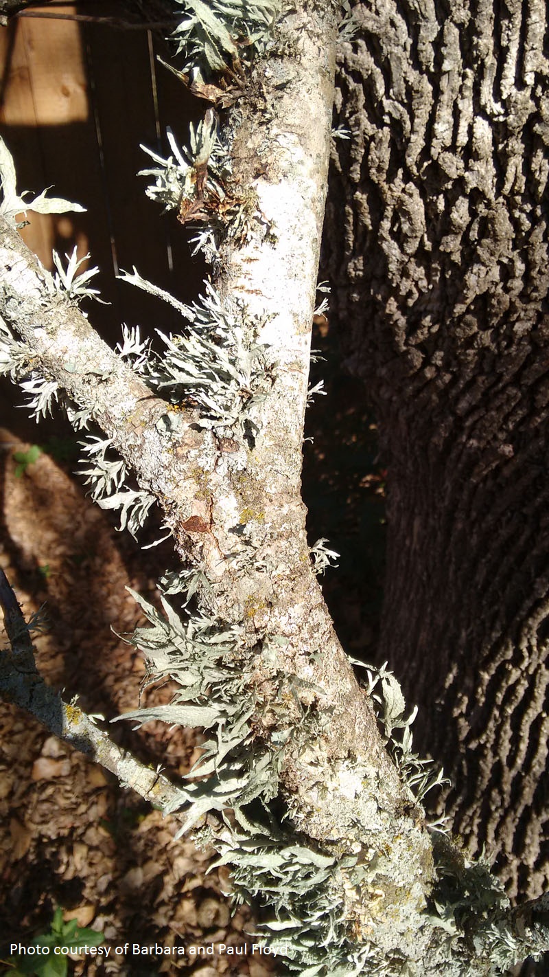 lichen on ash tree Central Texas Gardener