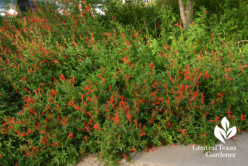 native, perennial, hummingbirds, butterflies 