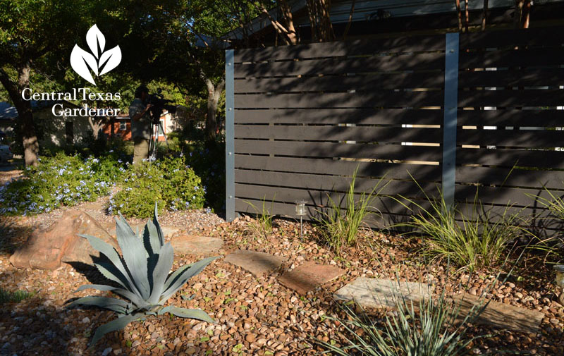 stained fence agave plumbago stone flood control Twilley design Central Texas Gardener