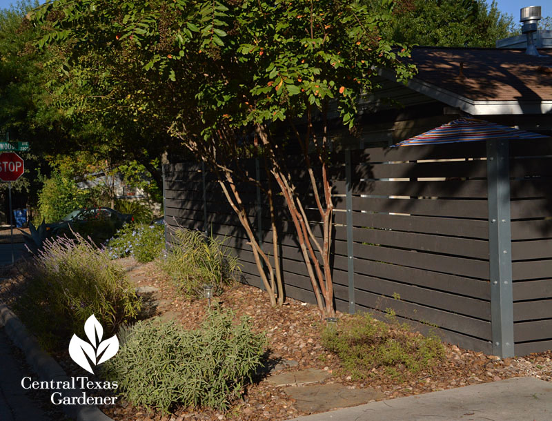 stained fence crape myrtles native perennials curb side Twilley design Central Texas Gardener