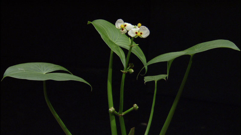 Arrowhead (Sagittaria montevidensis) Central Texas Gardener