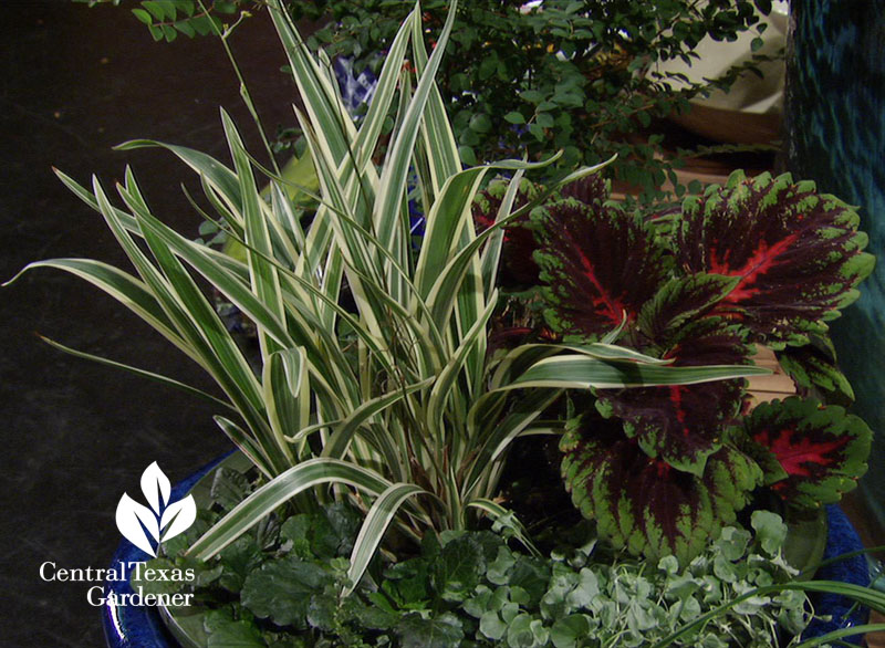 Dianella, Kong red coleus, ajuga, silver ponyfoot container Central Texas Gardener