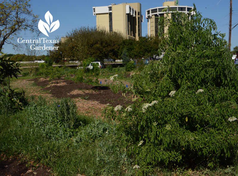 Festival Beach Food Forest Austin Central Texas Gardener