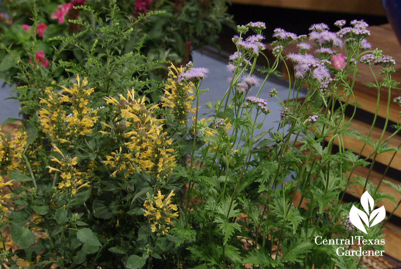 Fireworks goldenrod, rock rose, Gregg's mistflower Central Texas Gardener