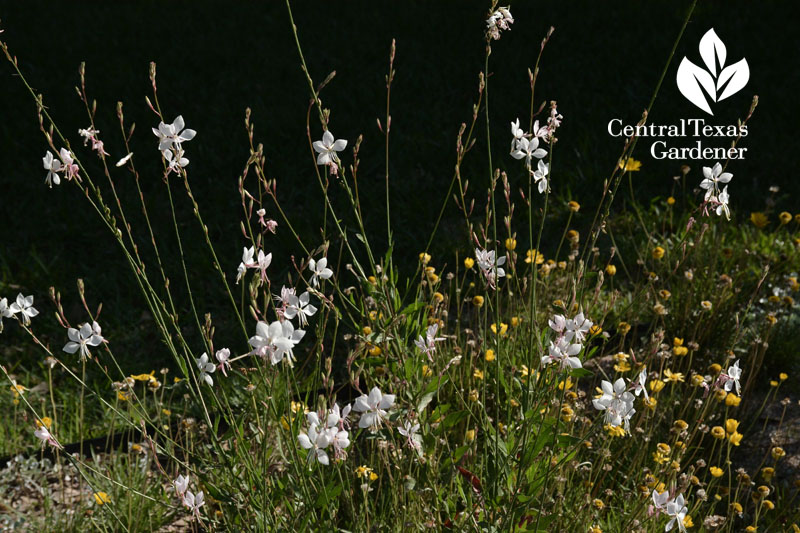 Gaura lindheimeri Central Texas Gardener