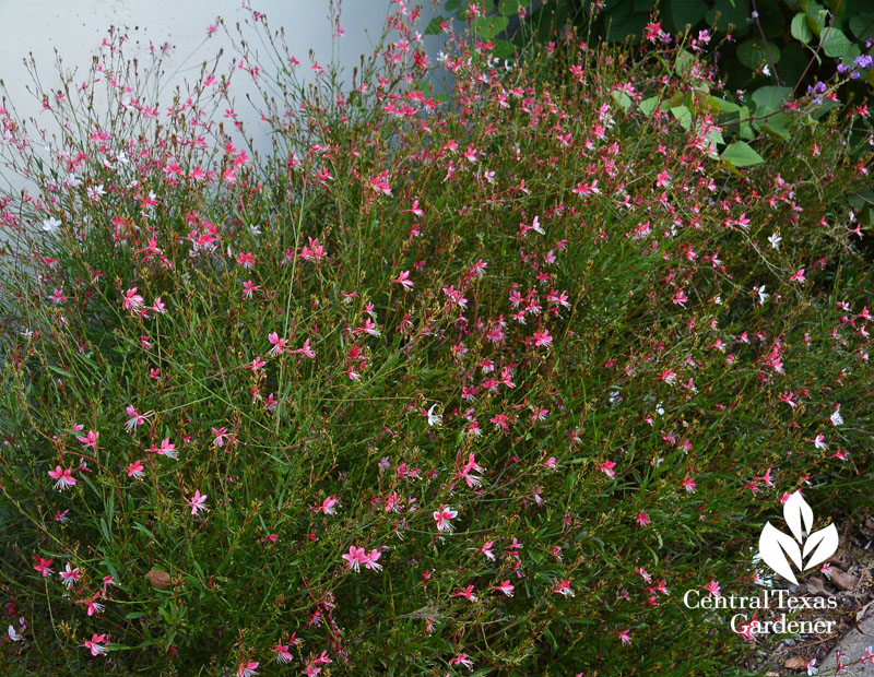 Gaura lindheimeri 'Siskiyou Pink' Central Texas Gardener