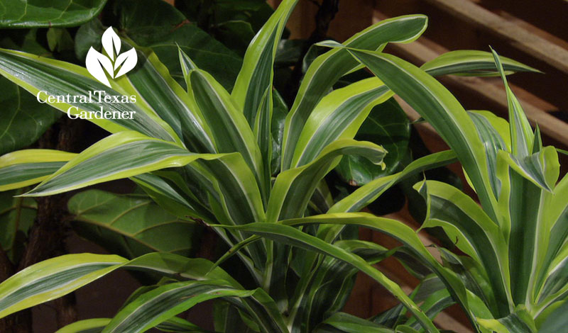 'Lemon Lime' dracaena houseplant Central Texas Gardener