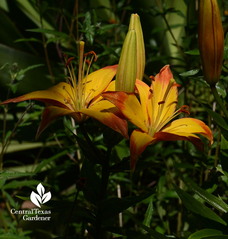 'Linda' lily Central Texas Gardener