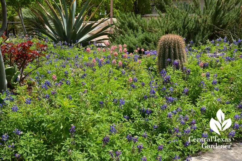 Maroon bluebonnets at UT Austin Central Texas Gardener