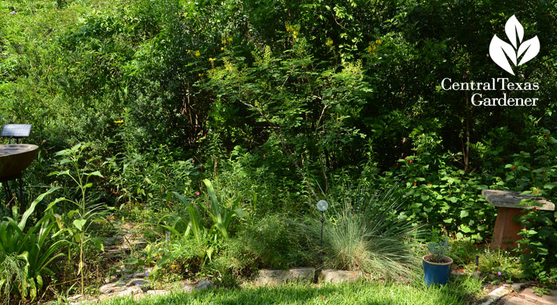 Mexican Bird of Paradise and plants for wildlife drought garden Central Texas Gardener