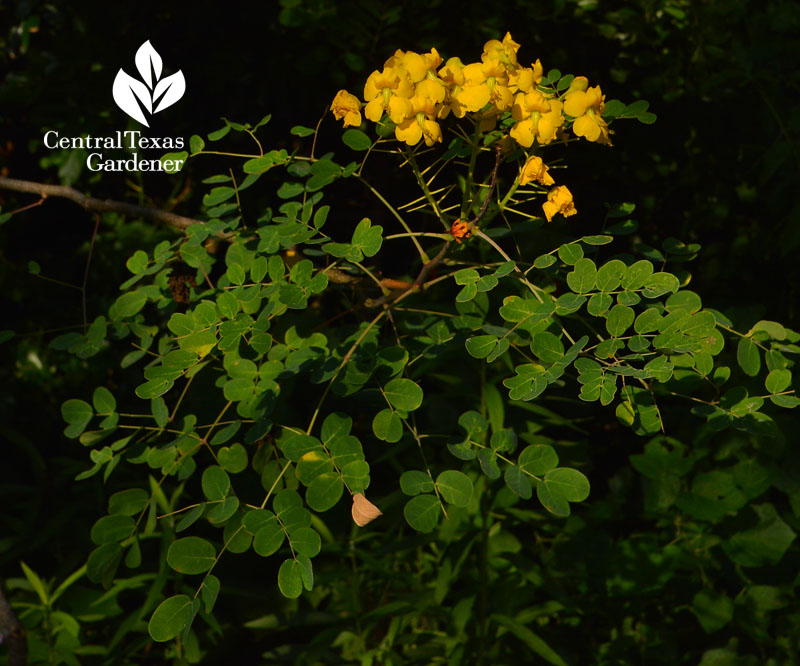 Mexican Bird of Paradise flower and foliage Central Texas Gardener