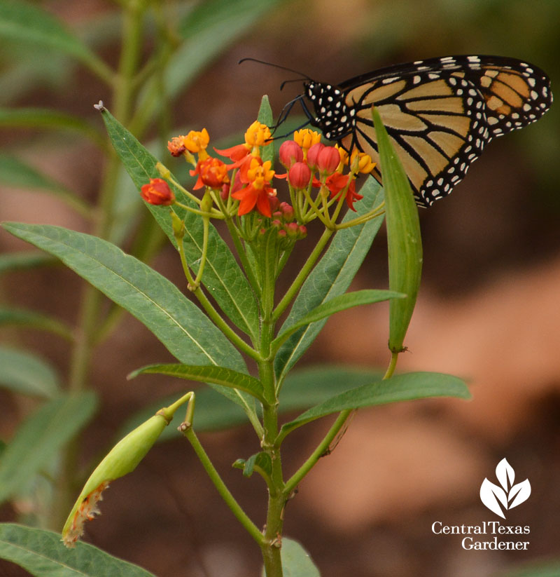 Monarch butterfly on tropical milkweed Central Texas Gardener