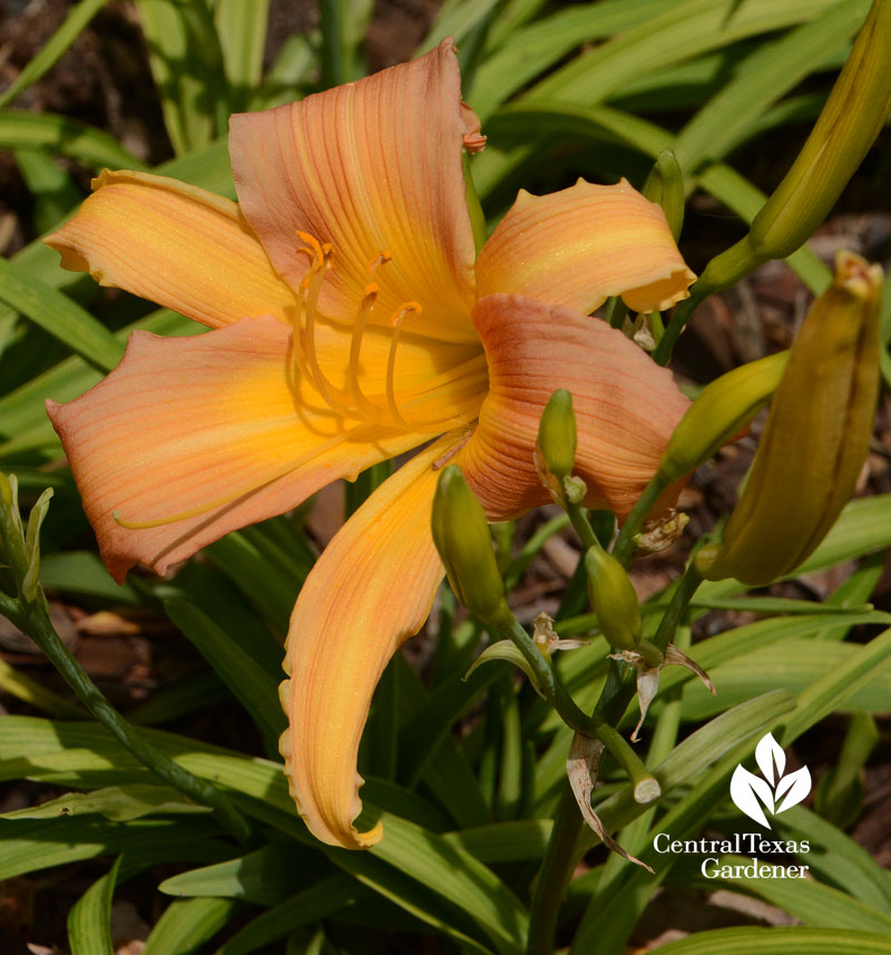 Mulberry Sherbet daylily Central Texas Gardener