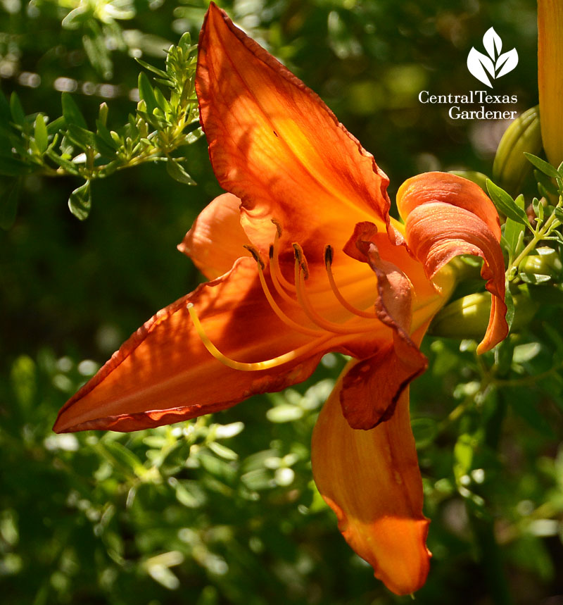 Orange Crush daylily Central Texas Gardener