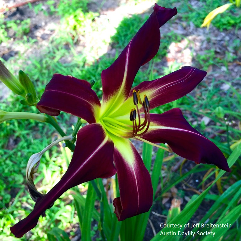 Purple daylily photo by Jeff Breitenstein Austin Daylily Society Central Texas Gardener