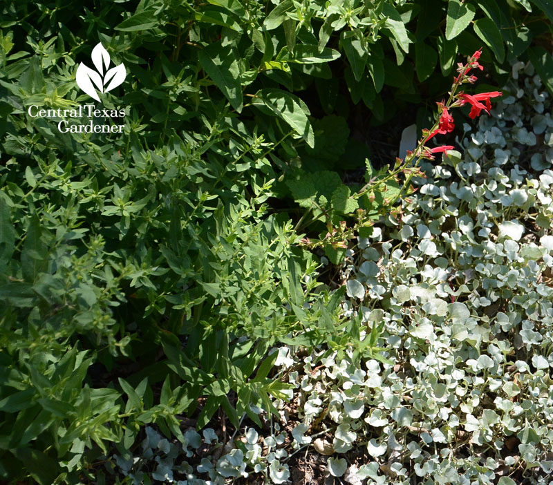 Salvia regla, fall aster foliage, native silver ponyfoot Central Texas Gardener