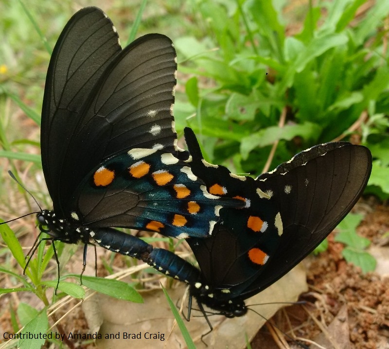 Spicebush Swallowtail butterflies mating Central Texas Gardener