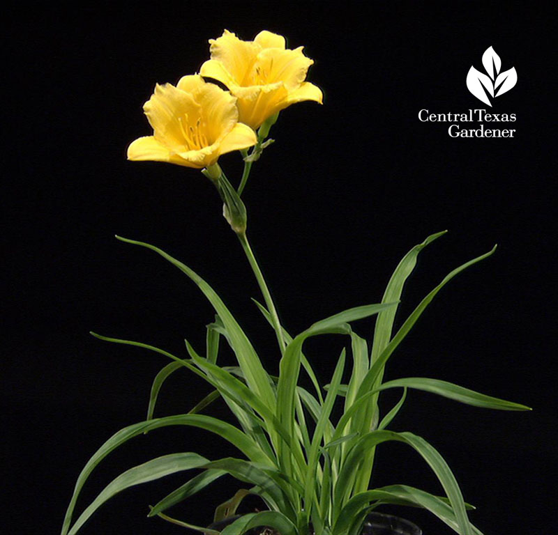 Stella D'Oro daylily Central Texas Gardener