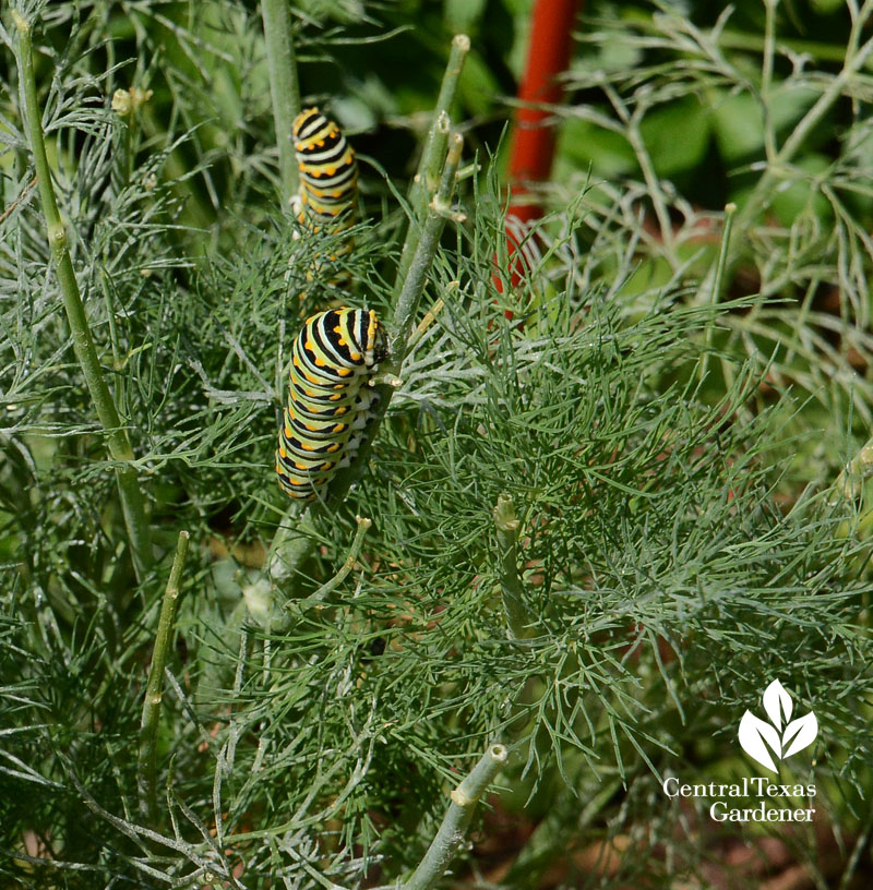 Swallowtail caterpillars on dill Central Texas Gardener