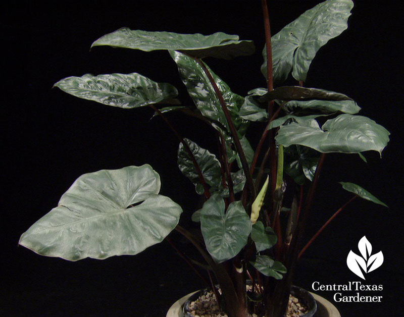 'Yucatan Princess’ (Alocasia sarawakensis) Central Texas Gardener