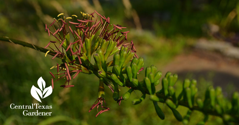 Agave striata first flowers Central Texas Gardener