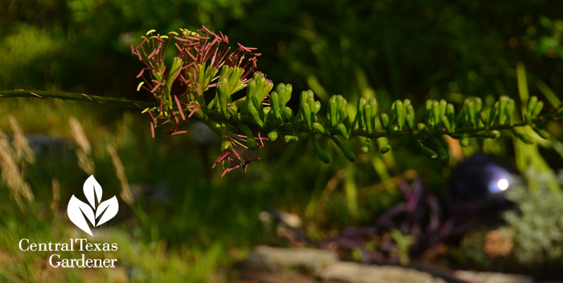 Agave striata flower spike Central Texas Gardener