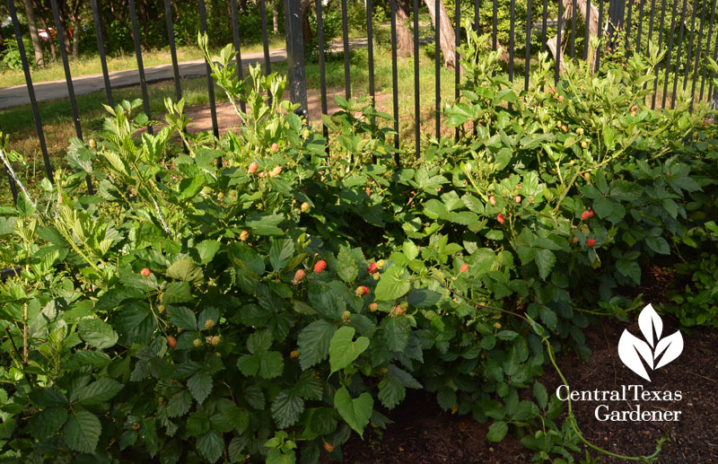 blackberries Central Texas Gardener