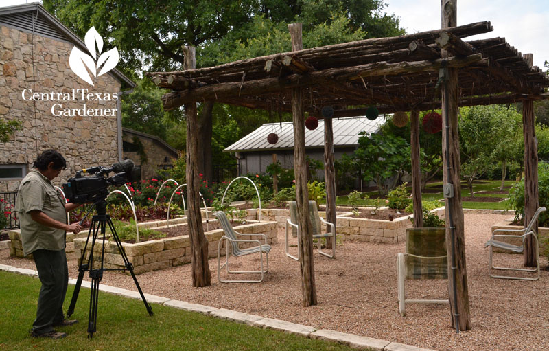 cedar ramada for shade pea vegetable garden parterre Central Texas Gardener