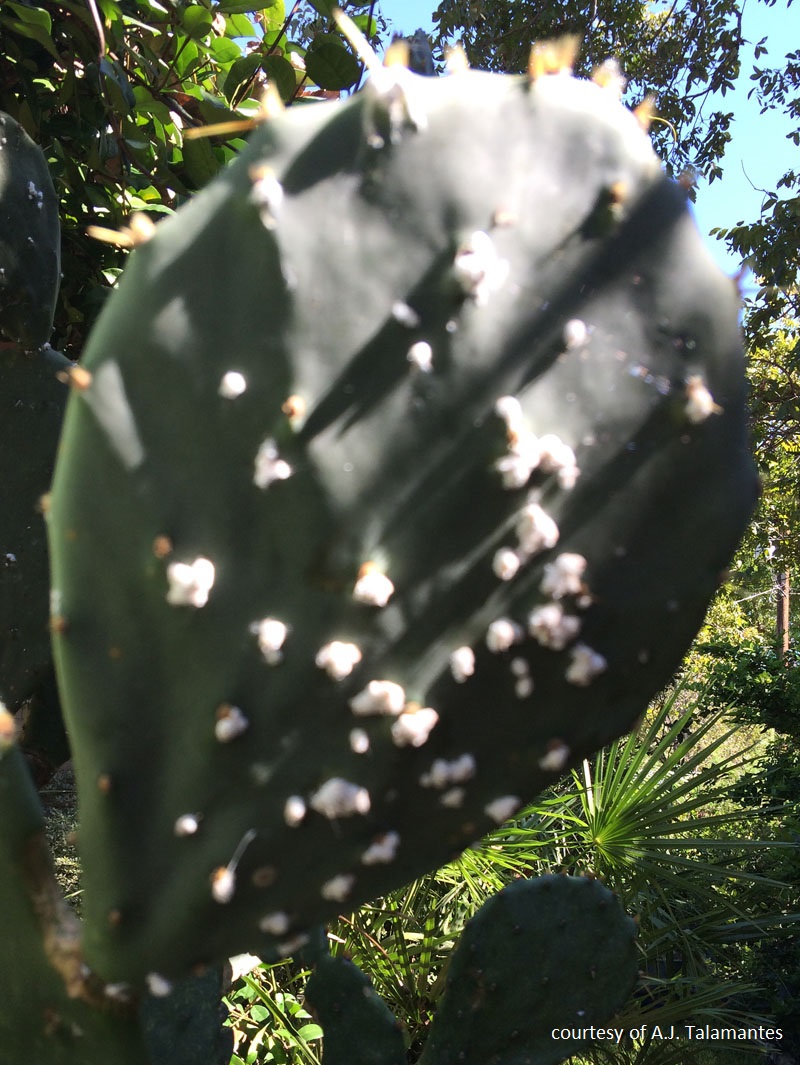 cochineal scale insect on opuntia prickly pear cactus Central Texas Gardener