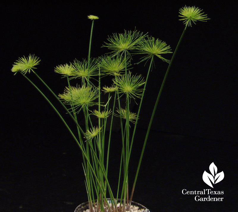 dwarf papyrus pond plant Central Texas Gardener