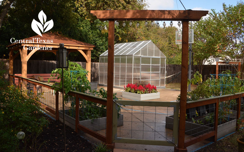 food garden from basketball court Central Texas Gardener