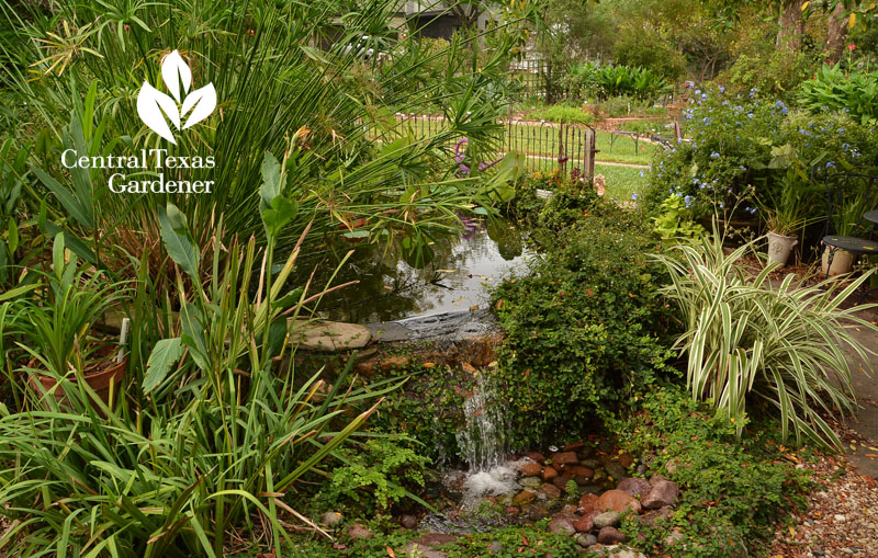 front yard pond and waterfall Central Texas Gardener