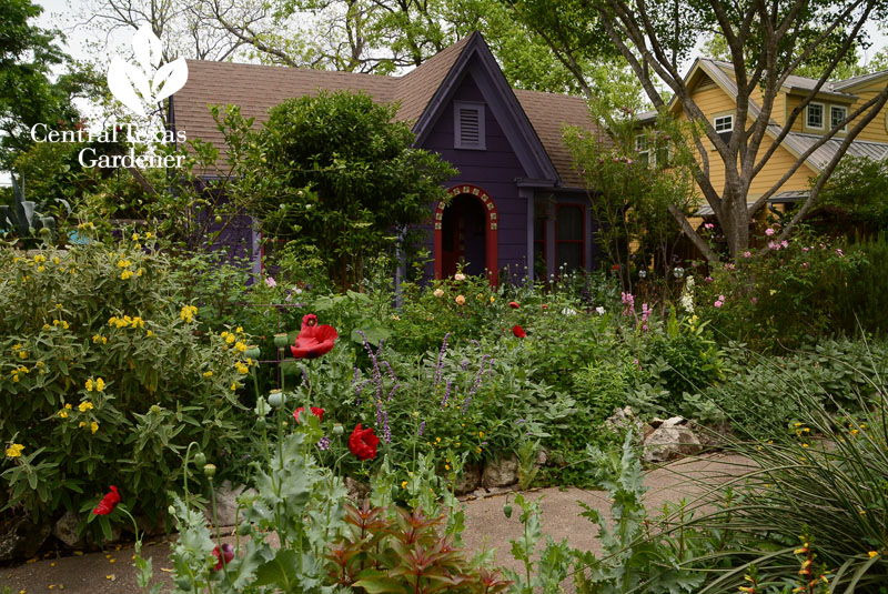 front yard poppies flowers Lucinda Hutson Central Texas Gardener