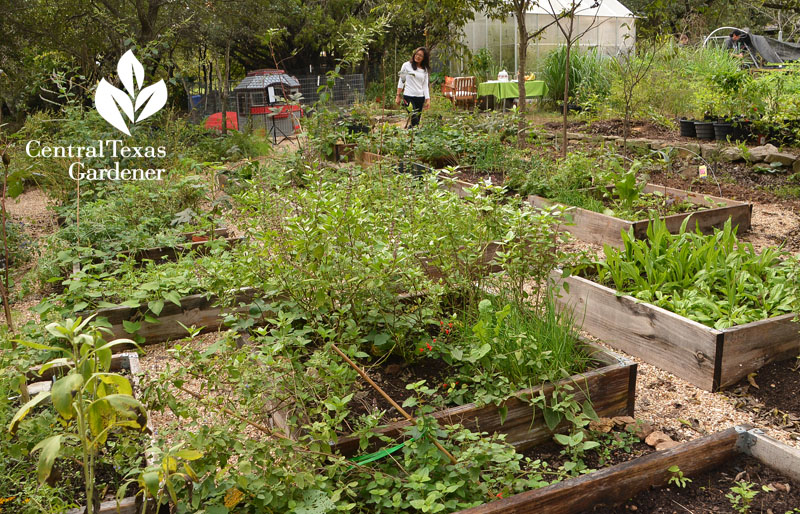 healthy healing vegetable garden Central Texas Gardener